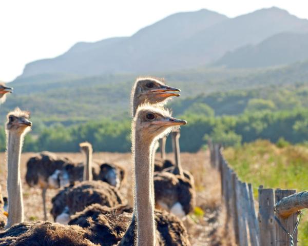 Vedere frumoasă la Oudtshoorn