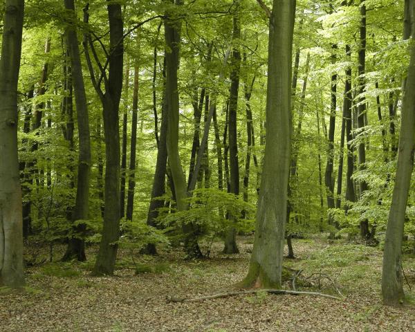 Een mooi uitzicht van Phalsbourg