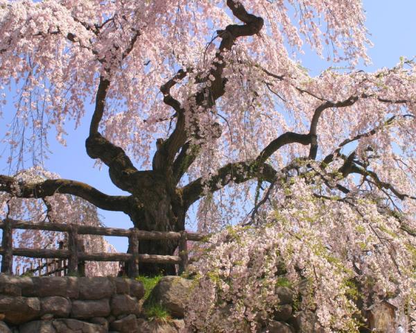 Hirosaki美景