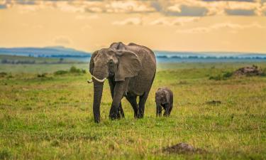 Vols a Parc nacional de Maasai Mara