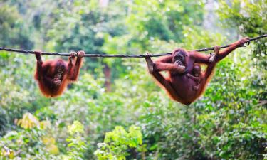 Letovi za regiju 'Borneo'