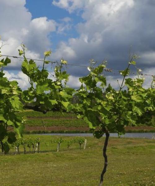 Ein schöner Blick auf die Region Weinanbaugebiet Margaret River