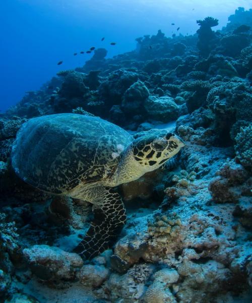 Krásny pohľad na región Male Atoll