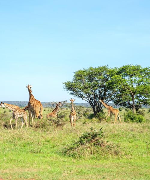 Una bellissima vista su: Nairobi National Park