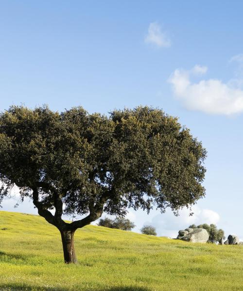 O imagine frumoasă din Alentejo