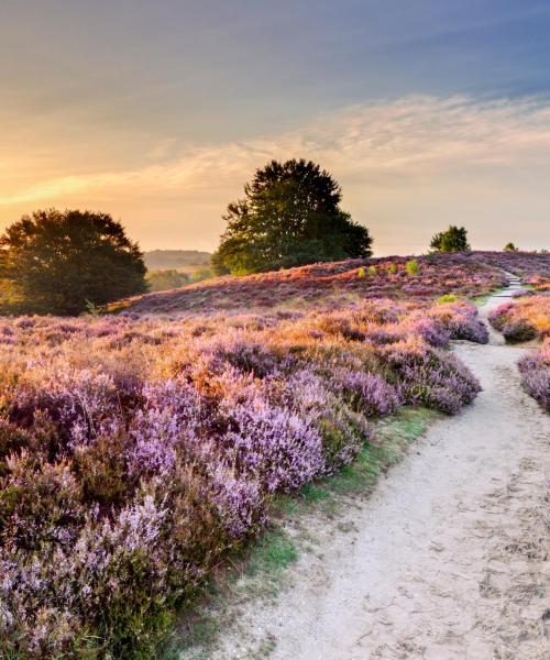 วิวสวยงามของ Veluwe