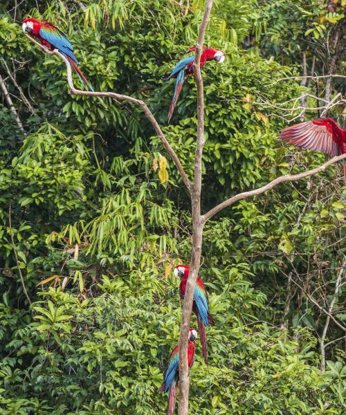 Gražus regiono Amazon Jungle vaizdas