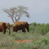 Vols pour la région : Shimba Hills National Reserve