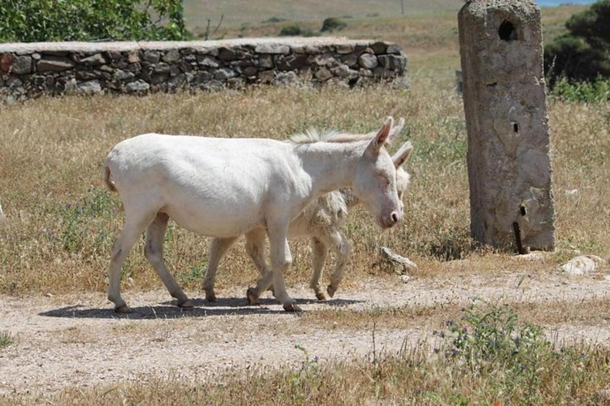 Lankytinos vietos ar pramogos nuotrauka numeris 5