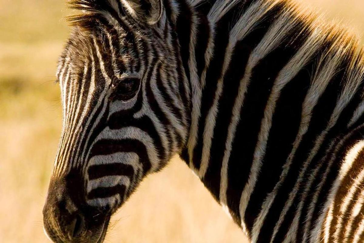 Fotografia da atração 6