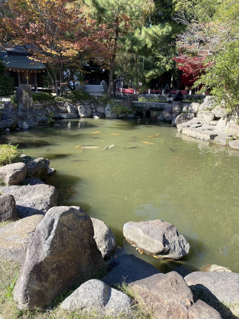 西宮神社庭園　鯉と池