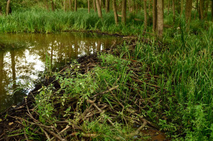 Beaver dam, Peene river, Anklam, Germany