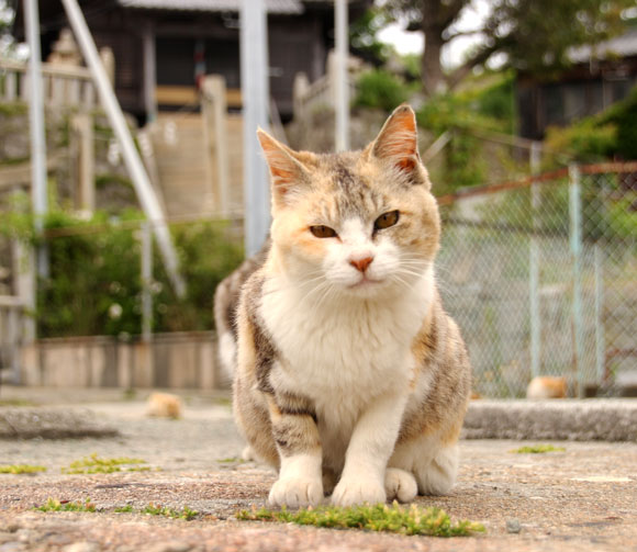 【猫島に行く人必見】愛媛県の青島に行く際に絶対に準備＆注意しておきたいこと7つ / 持ち物リストもあり