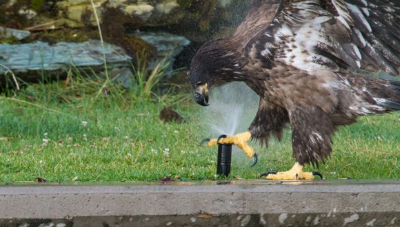 【胸キュン動画】鳥の王者にもカワイイ面はあるのだ！ スプリンクラーと無邪気に戯れるワシの子どもの巻