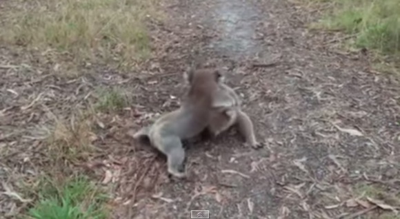 【動画あり】コアラ同士が本気でケンカするとレスリングのようになる