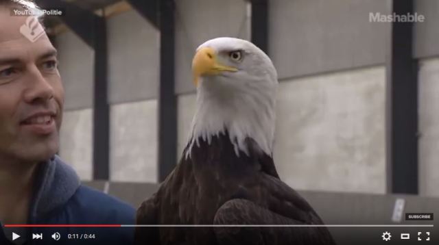 オランダ警察が小型無人機ドローン狩りをワシに訓練！ 獲物を仕留めるかのようにハントするワシが超カッチョいいぞ!!