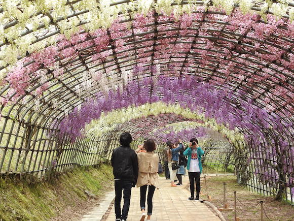 【期間限定】人生で一度は見るべきと噂の絶景『河内藤園』に行ってみた / 福岡県北九州市