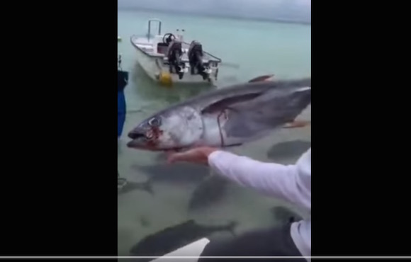 【恐怖】大型肉食魚がいる中にエサを投げ込んだ映像がマジで地獄絵図だと話題