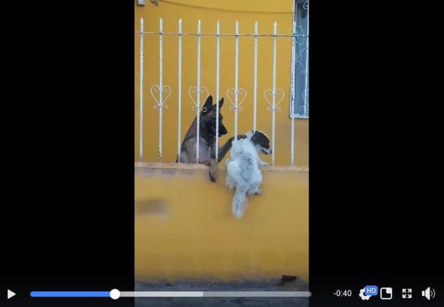 「犬が柵にハマって大ピンチ！ 助けたのは…仲良しワンコだった」って動画 / ジャーマンシェパードのヒーローっぷりがヤバい！