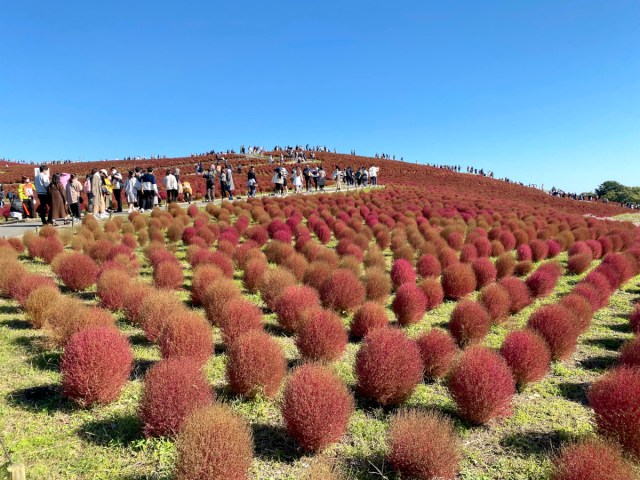 【熱烈】魅力度最下位の「茨城県」を応援したい！ 非・茨城県民が “茨城愛” をアツく語ってみた / 茨城県民の日特別企画