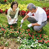 イチゴの植え付けについての質問です。 海に近い砂地のようなお庭の土に地植えしても、イチゴの苗は育ちますか？