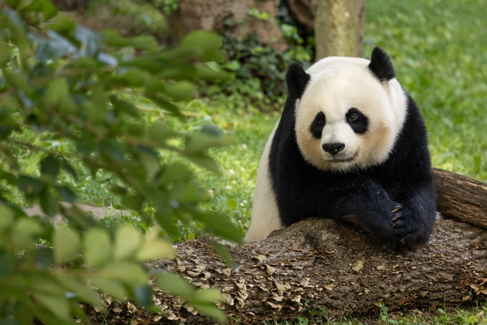 O Zoológico Nacional de Smithsonian, em Washington, tem um dos principais principais programas de conservação de pandas do mundo — Foto: Divulgação/Smithsonian's National Z