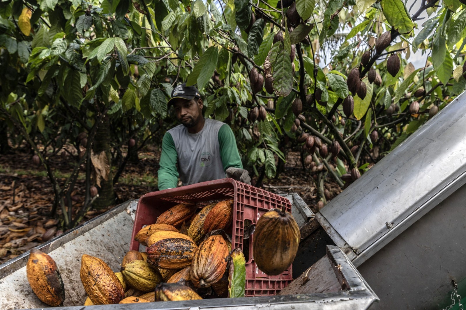 Um colhedor de frutas coloca o cacau na máquina de descascar que separa os grãos da casca — Foto: Dado Galdieri/Bloomberg
