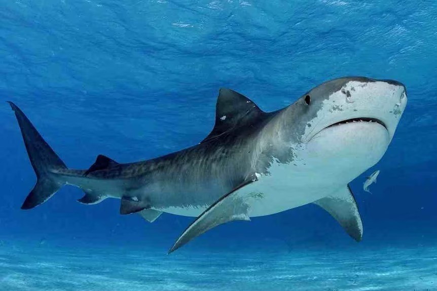 Segundo diretora-executiva de ponto turístico onde tubarão decapitado foi encontrado, os pescadores usam equipamentos especiais para caçar o animal e utilizá-lo como 'troféu' — Foto: Divulgação