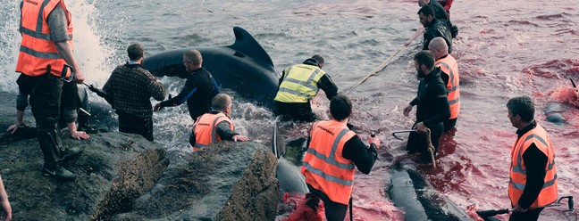 Homens capturam golfinho nas Ilhas Faroe — Foto: Handout / SEA SHEPHERD UK / AFP