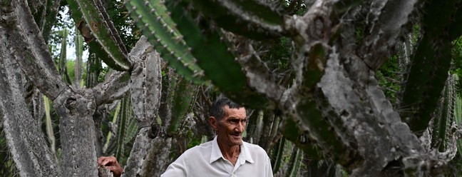 Cactos espinhosos gigantes se erguem sobre o fazendeiro Alcides Peixinho Nascimento, de 70 anos, um dos moradores de uma região da Caatinga — Foto: Pablo Porciuncula/AFP