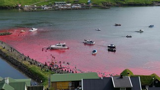Mar das Ilhas Faroe fica vermelho após matança de golfinhos — Foto: Handout / SEA SHEPHERD UK / AFP