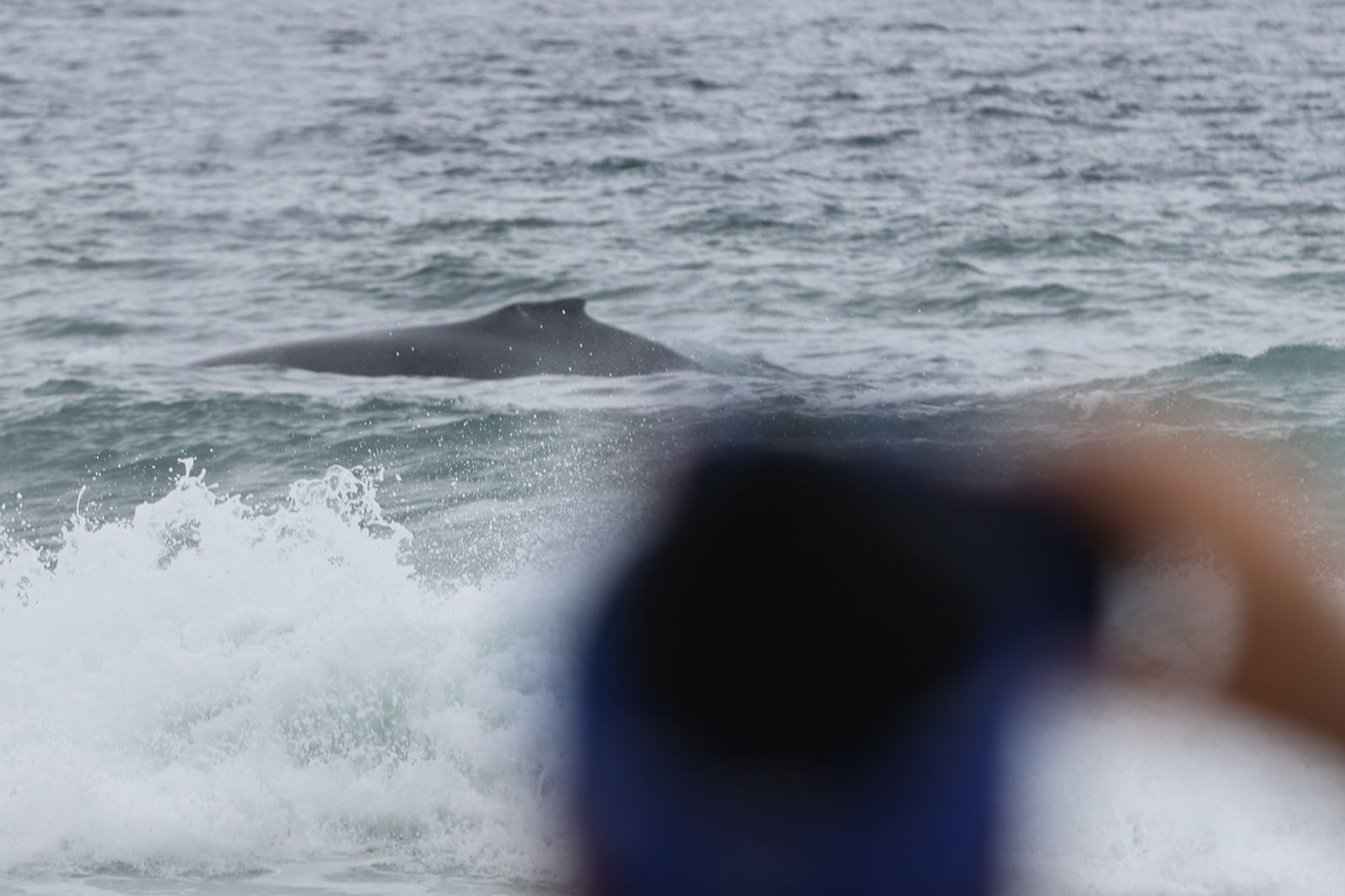 Pessoas observam o aparecimento de uma baleia em Ipanema