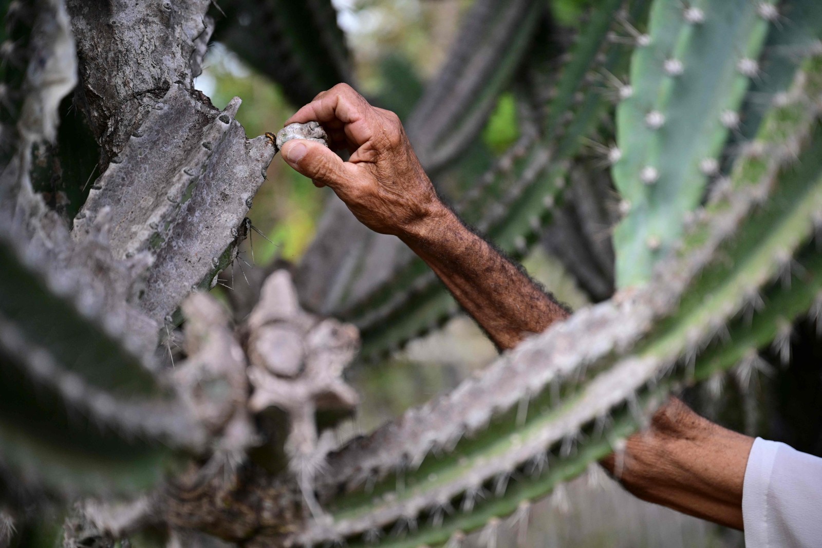 Moradores têm a missão de plantar vegetação nativa em uma tentativa de deter a desertificação no região — Foto: Pablo Porciuncula/AFP