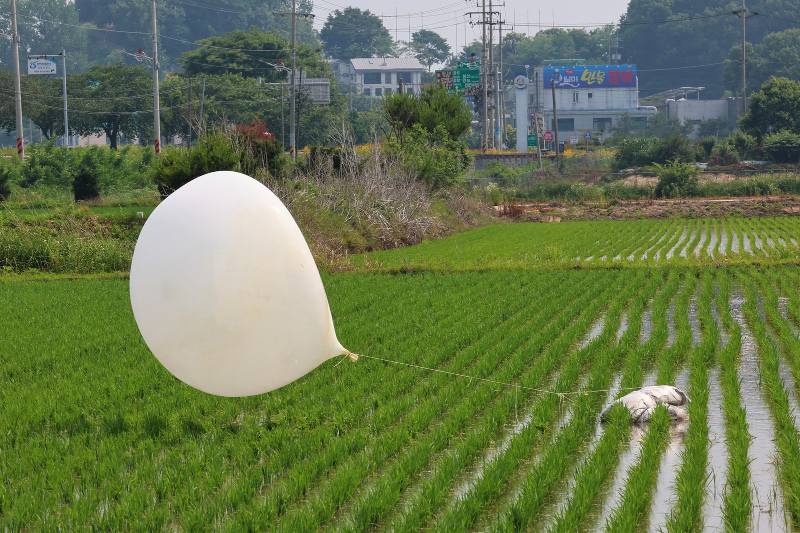 Balão lançado pela Coreia do Norte aterrissa em plantão de arroz de Incheon, território do Sul — Foto: YONHAP / AFP