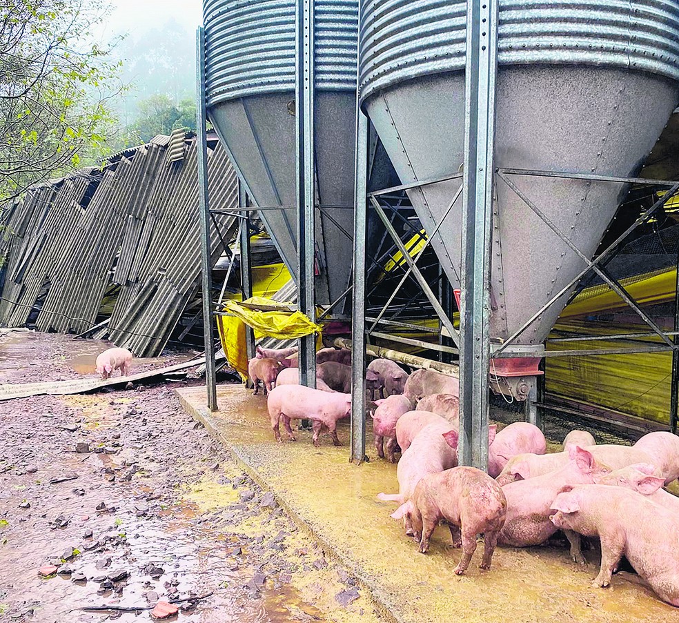 Granja em Tupandi (RS) afetada pelas enchentes; Estado é o segundo maior produtor de suínos e o terceiro de frango — Foto: Prefeitura de Tupandi/Divulgação
