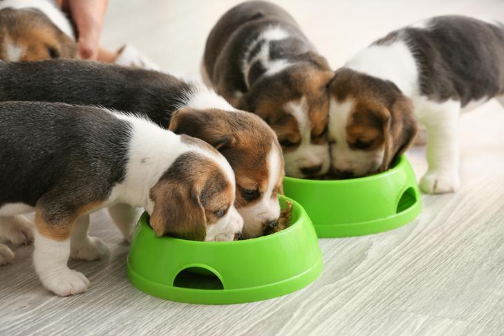 Beagle puppies eating from bowls indoors.