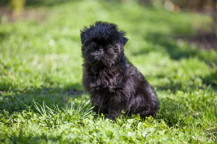 Affenpinscher puppy sitting in the grass.