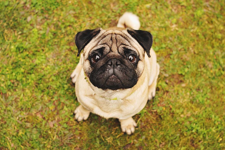 Pug sitting in the grass looking up at the viewer.