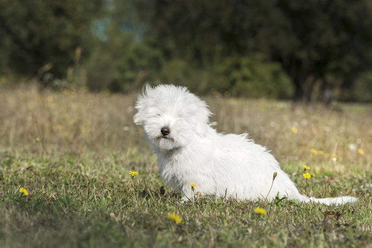 Coton de Tulear puppy sitting in a field.