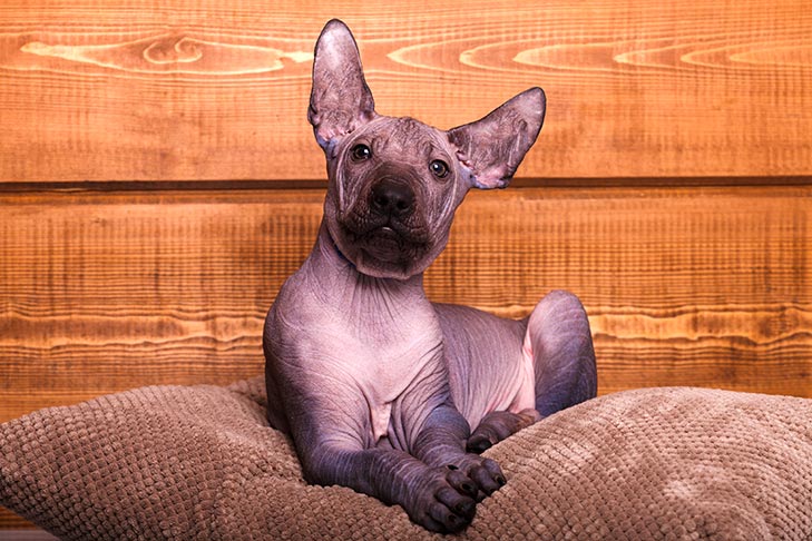 Xoloitzcuintli puppy laying down on a pillow indoors.