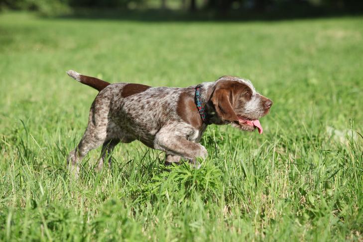 Spinone Italiano puppy on point in a field. Photo credit: ©zuzule - stock.adobe.com