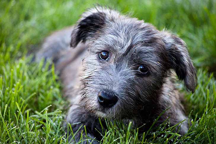 Glen of Imaal Terrier puppy laying in the grass.