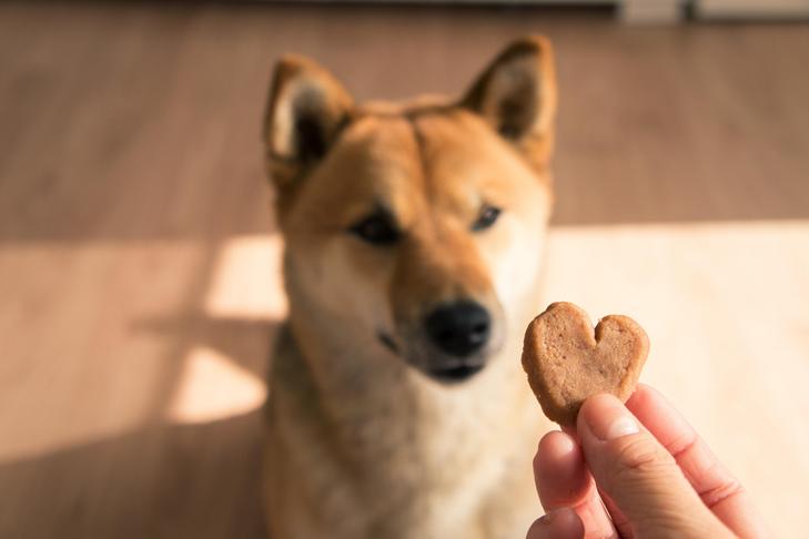 Shiba Inu sitting watching a heart-shaped treat held in a person's fingers.