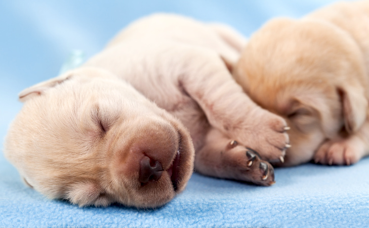 Newborn yellow labrador puppy dogs sleeping - on blue blanket, closeup