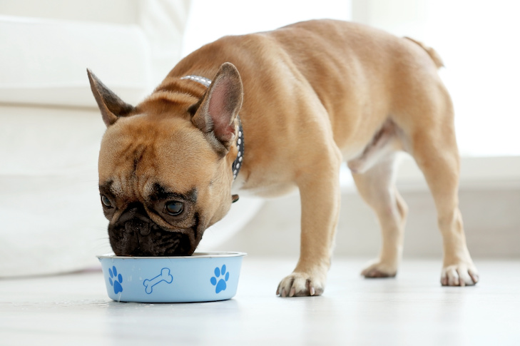 Cute dog eating food