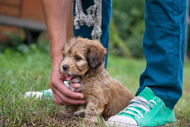 Puppy being trained in the grass.