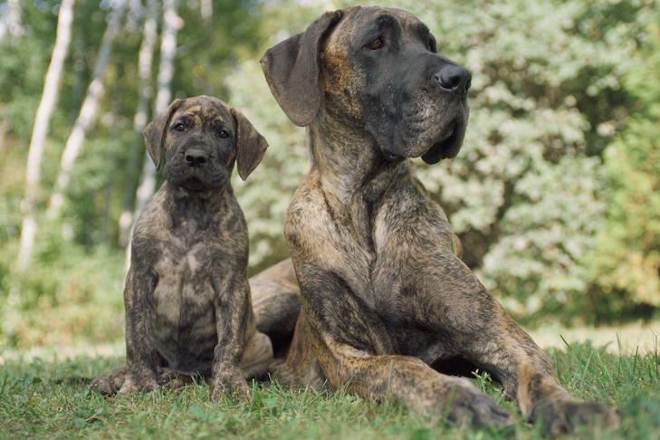 Great Dane laying down outdoors next to her puppy.