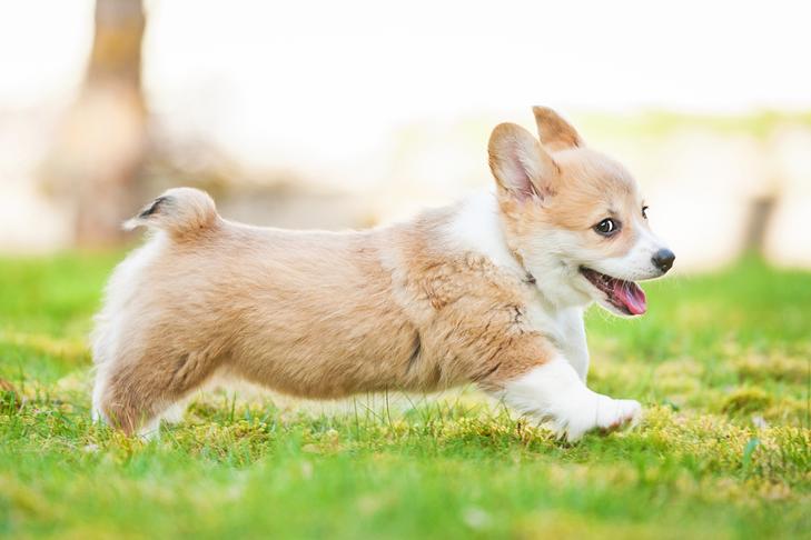 Pembroke Welsh Corgi puppy running in the grass.