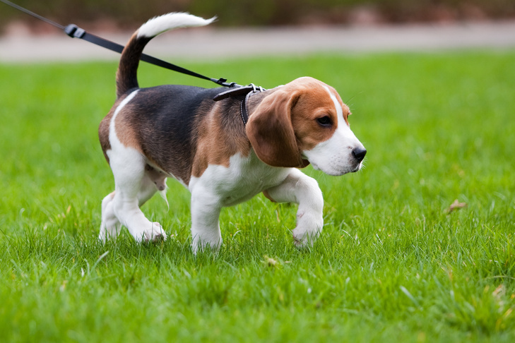 Beagle puppy on leash walking in the grass.