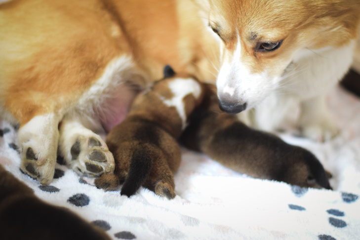 Pembroke Welsh Corgi nursing her litter of puppies.